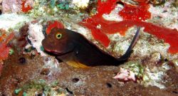 Redlip blenny (Ophioblennius atlanticus) often perch on their pelvic fins on top of coral heads. Image