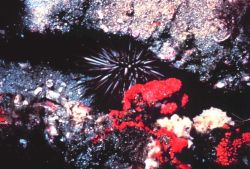 Rock boring sea urchin Image