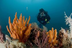 Diver conducting fish survey on Gray's Reef with a variety of invertebrates in image including soft coral, finger sponge, and a few fish. Image