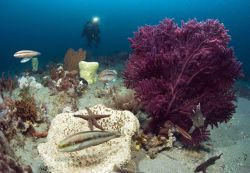 Diver conducting video survey on Gray's Reef with a variety of fish and a large soft coral bush. Image
