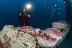 Diver conducting video survey with large sponges and juvenile queen angelfish. Image