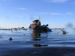 Diver Brian Wells preparing to dive in the kelp forest at Point Lobos State Reserve. Image