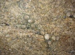 Limpets living at the limit of high water and spray. Image