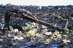 Remains of an anchor at Cape Alava Image