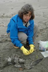 Mary Sue Brancato, Resource Protection Specialist for the Olympic Coast National Marine Sanctuary, is tagging a dead bird as part of the COASST (Coast Image