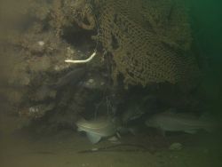 Derelict fishing gear Image