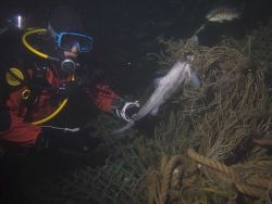 Derelict fishing gear Image