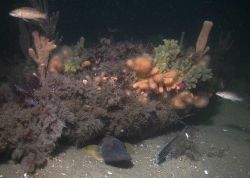 An ocean pout under the hide under the anemone covered wooden frames of the schooner Paul Palmer Photo