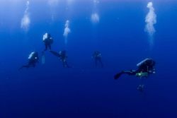 Diving archaeological team descending to the remains of the NORTHERN LIGHT. Image