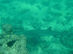 A white-tipped reef shark cruising by Photo