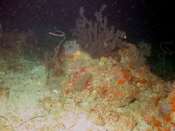 Deepwater corals at MacNeil Bank. Image