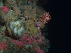 Dense invertebrate cover on rocky reef habitat at 90 meters depth Image