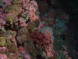 Dense invertebrate cover on rocky reef habitat at 90 meters depth Image
