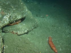 Rockfish in crevice and sea cucumber at 150 meters depth Image