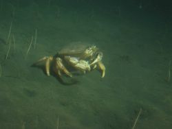 Dungeness crab (Cancer magister) in soft bottom habitat at 100 meters depth Image