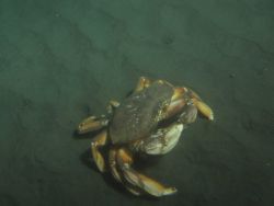 Dungeness crab (Cancer magister) in soft bottom habitat at 35 meters Image