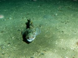 Lingcod (Ophiodon elongatus) on gravel bottom ocean floor at 175 meters depth Photo