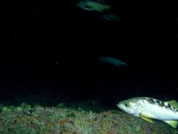 Yellowtail rockfish (Sebastes flavidus) school on rocky reef habitat at 95 meters depth Photo