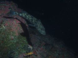 Lingcod (Ophiodon elongatus) on rocky reef habitat at 50 meters Photo