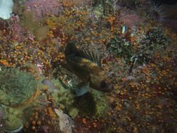 Quillback rockfish (Sebastes maliger) in between boulder in rocky reef habitat at 25 meters depth Image