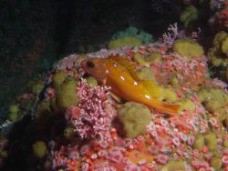 Rosy rockfish (Sebastes rosaceus) in rocky reef habitat at 90 meters depth Photo