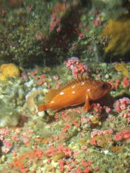 Starry rockfish (Sebastes constellatus) and strawberry anemone (Corynactis californica) on rocky interface at 90 meters depth Photo