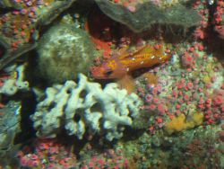 Rosy rockfish (Sebastes rosaceus), sponges, and strawberry anemones (Corynactis californica) in reef habitat at 90 meters depth Photo