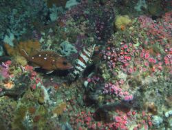 Starry rockfish (Sebastes constellatus), painted greenling (Oxylebius pictus) and strawberry anemone (Corynactis californica) in reef habitat at 90 me Photo