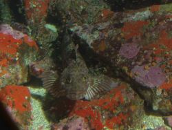 Lingcod (Ophiodon elongatus) up close in Rocky Reef habitat at 31 meters depth Photo