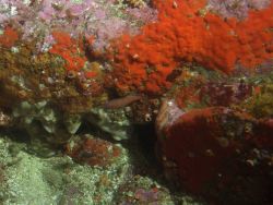 Young of year blue rockfish (Sebastes mystinus) in rocky reef habitat at 31 meters depth Photo