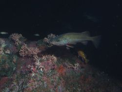 Bocaccio (Sebastes paucispinis) and rosy rockfish (Sebastes rosaceus) over covered rocky reef habitat at 50 meters Photo