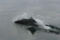 Dall's Porpoise (Phocoenoides dalli) swimming. Image