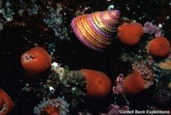 Ringed snail Image