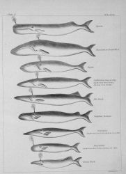 Plate X, Whales, of 
