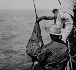 Bottom of a flanged net arriving on deck Image