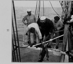 Black sharks arriving on deck Image