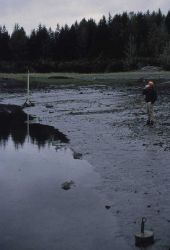 Leveling to tide staff and water's edge at extreme low tide Image