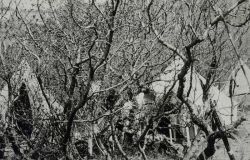 Camp in the thickets Image