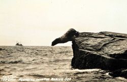 Airborne sealion at Amlia Island. Photo