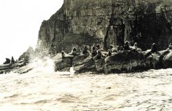 Sea lions (Eumetopias jubatus) at the east end of Amlia Island. Photo