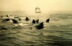 A herd of sea lions (Eumetopias jubatus) disputes the passage of the LESTER JONES. Photo