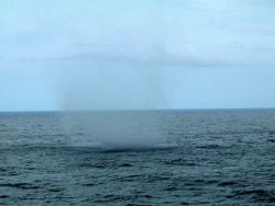 Waterspout observed from NOAA Ship RONALD H Image