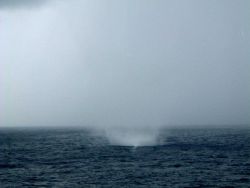 Waterspout observed from NOAA Ship RONALD H Image