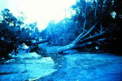 Large oak trees over 100 years old came down all over Charleston After passage of Hurricane Hugo Image
