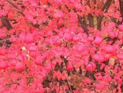 Wow! Now those are bright red leaves! Image