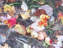 Generations of fallen leaves make a kaleidoscope of color on the forest floor. Image