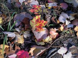 Generations of fallen leaves make a kaleidoscope of color on the forest floor. Image