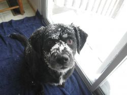 Back inside dog waits for a little treat to cheer him up following a foray into the snow during the blizzard of February 9-10 2010 Image