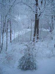 A winter wonderland of snow, trees, and a frozen pond just prior to the two great snowstorms of February 2010 Image