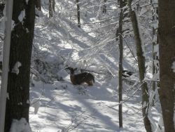 Deer up to belly in snow probably wondering what to do for dinner. Image